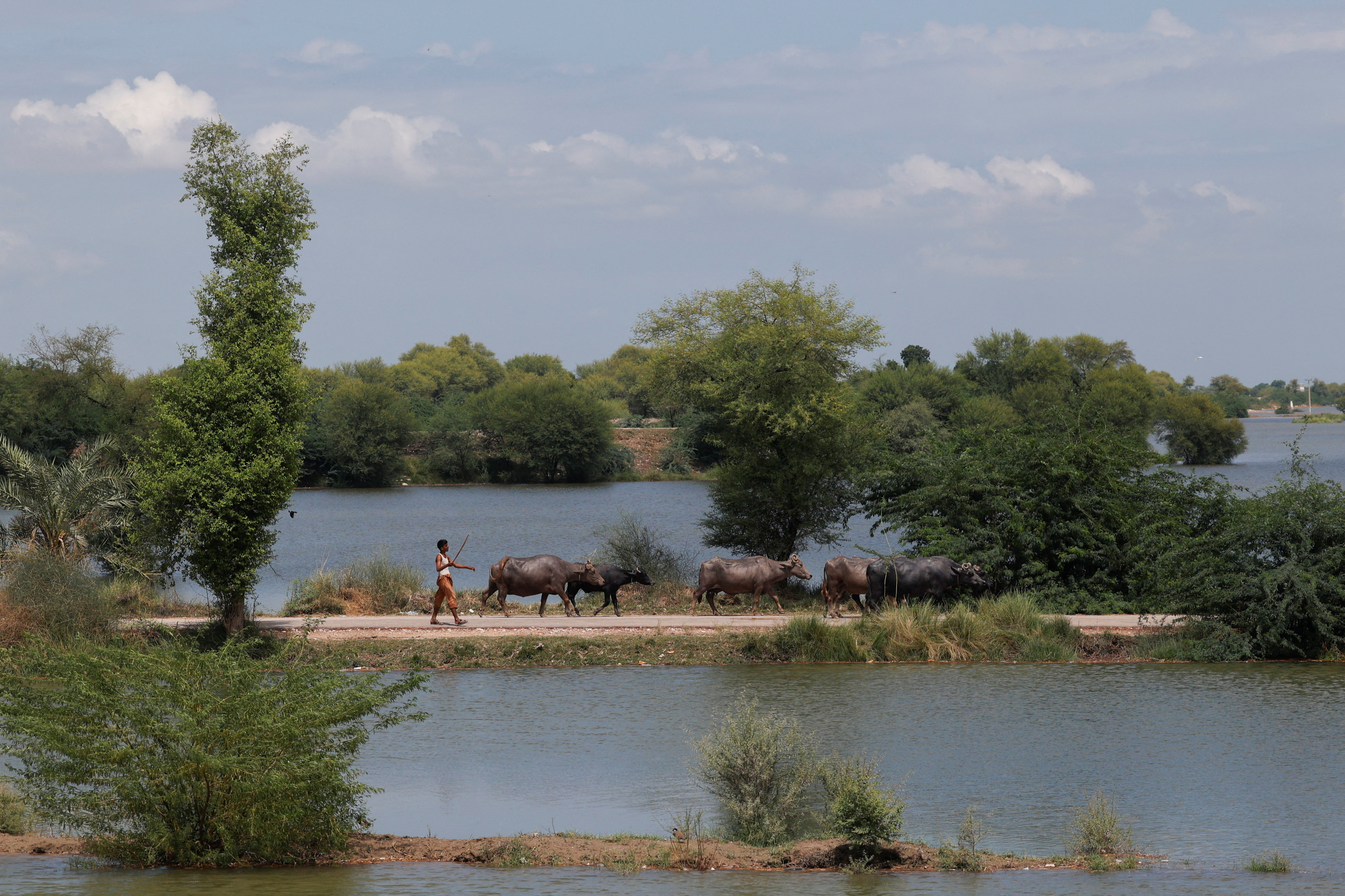 A man guides his herd of buffaloes along a partially submerged road in a flooded area, following monsoon rains and rising water levels of the Indus River, in Siyal village in Dadu district, Sindh province, Pakistan, September 12, 2025. REUTERSAkhtar Soomr